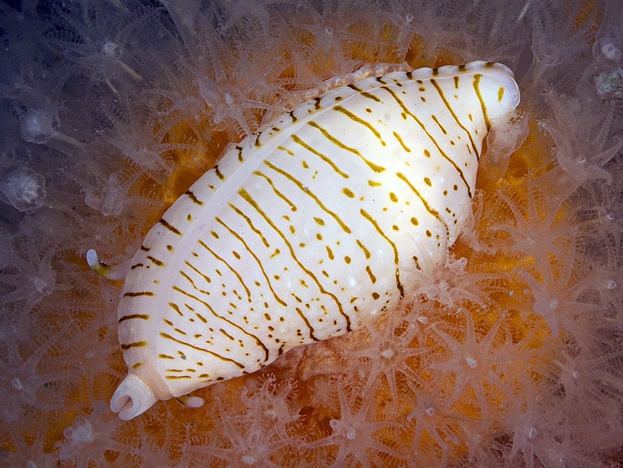 Xandarovula patula